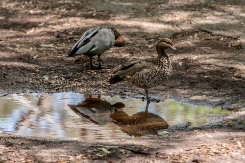 Belair National Park Holiday Park - Accommodation Adelaide 6