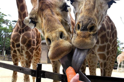 Roar And Snore At Taronga Zoo Sydney - Accommodation Adelaide 5
