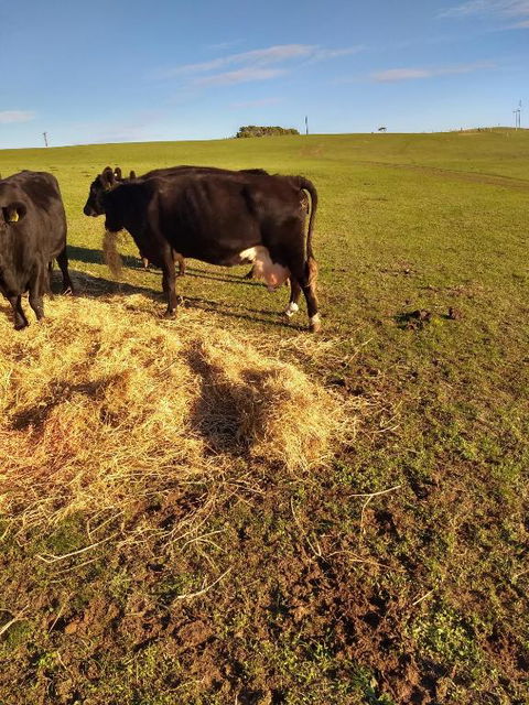 Pink Gums Farmstay - Accommodation Adelaide 5