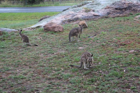 Zuny Yurt - Accommodation Adelaide 3