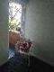 Abbeville Apartments - Accommodation Adelaide 5