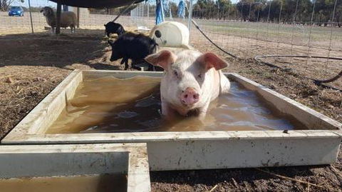 A Better Life Animal Sanctuary FarmStay Private Two Bedrooms Lounge Room & Bathroom & Toilet Shared Kitchen - Accommodation Adelaide 2