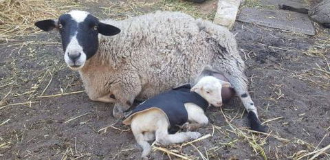 A Better Life Animal Sanctuary FarmStay Private Two Bedrooms Lounge Room & Bathroom & Toilet Shared Kitchen - Accommodation Adelaide 1