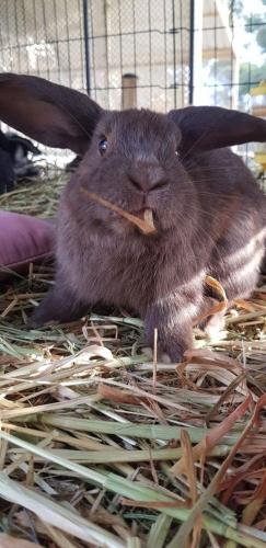 A Better Life Animal Sanctuary FarmStay Private Two Bedrooms Lounge Room & Bathroom & Toilet Shared Kitchen - Accommodation Adelaide 5
