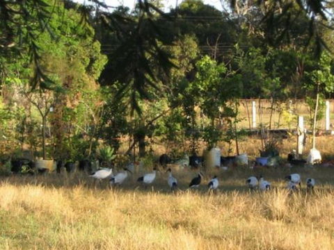 Armadale Farmstay Bed & Breakfast - Accommodation Adelaide 5