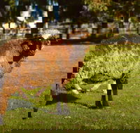 Enderslie House Bed  Breakfast - Accommodation Adelaide