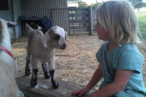 Fernleigh Farmstay & Bike Park - Accommodation Adelaide 5