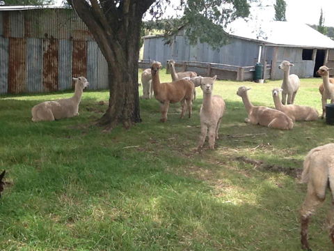 Glen Waverly Farmstay - Accommodation Adelaide 1
