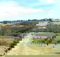 Main Ridge Harvest - Accommodation Adelaide