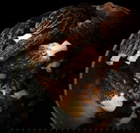 The Ox and Hound Bistro - Accommodation Adelaide