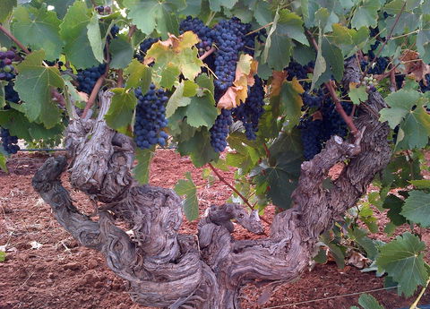 John Duval Wines - Accommodation Adelaide 2