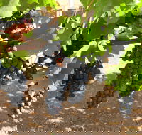 Waybourne Winery - Accommodation Adelaide