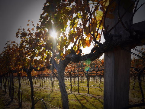 Pyramids Road Wines - Accommodation Adelaide 0