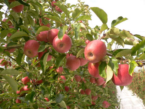 Staples Apples - Accommodation Adelaide 0