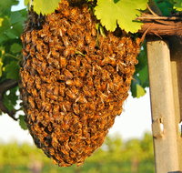Whistling Kite Biodynamic Wines