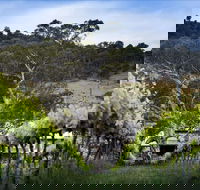 Mount Majura Vineyard - Accommodation Adelaide