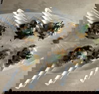 Cudgen Surf Club Bar  Bistro - Accommodation Adelaide