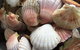 Mi Shells Seafood - thumb 1