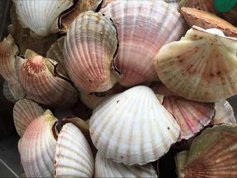 Mi Shells Seafood - Accommodation Adelaide 1