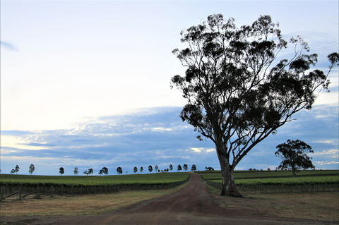 Two Rivers Wines - Accommodation Adelaide 1