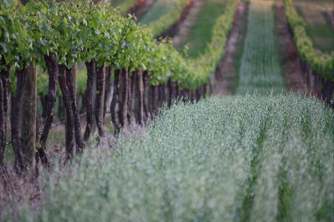 Two Rivers Wines - Accommodation Adelaide 2