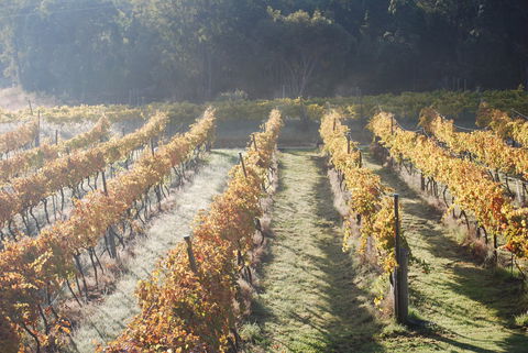 Twisted Gum Wines - Accommodation Adelaide 1