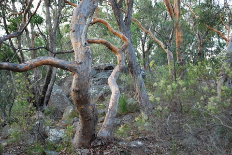 Twisted Gum Wines - Accommodation Adelaide 2