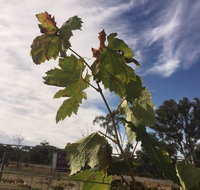 Banca Ridge Cellar Door and Vineyard - Accommodation Adelaide