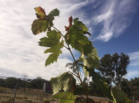 Banca Ridge Cellar Door And Vineyard - Accommodation Adelaide 0