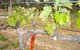Banca Ridge Cellar Door And Vineyard - thumb 1