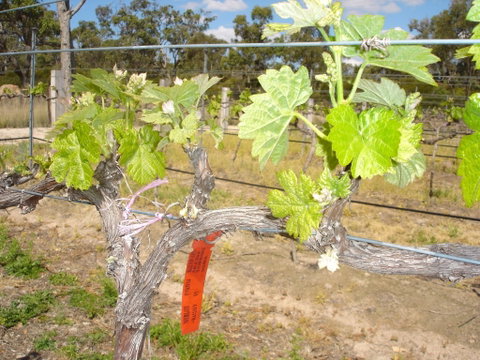 Banca Ridge Cellar Door And Vineyard - Accommodation Adelaide 1