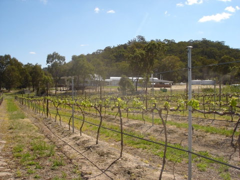 Banca Ridge Cellar Door And Vineyard - Accommodation Adelaide 2