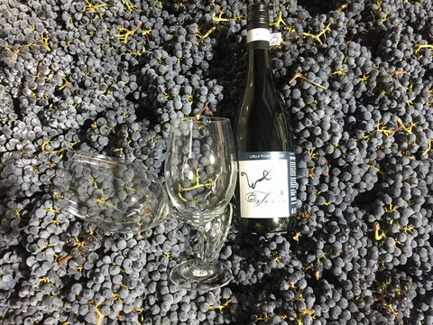 Tobin Wines - Accommodation Adelaide 0