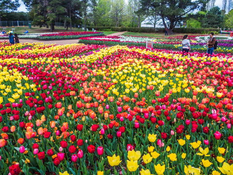 ALLARA CANBERRA - Accommodation Adelaide 16