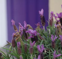 The Purple Door on Seaview - Accommodation Adelaide