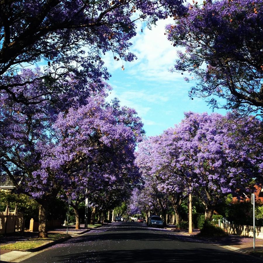 Kings Park SA Accommodation Adelaide