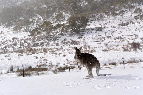 CHILL-OUT - Thredbo - Accommodation Adelaide 27