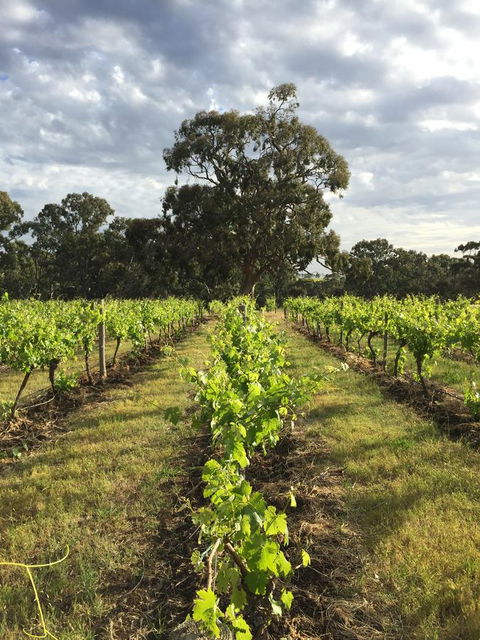 The Winemakers - Accommodation Adelaide 2