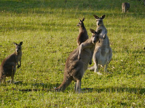 Dungowan Holiday Accommodation - Accommodation Adelaide 27