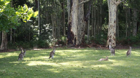 Bundle Hill Cottages - Accommodation Adelaide 15