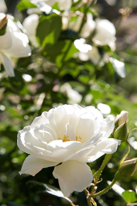 Ironstone Estate Lovedale - Accommodation Adelaide 40