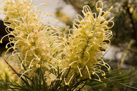 Ironstone Estate Lovedale - Accommodation Adelaide 36