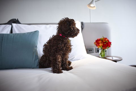 Hotel Indigo Sydney Potts Point, An IHG Hotel - Accommodation Adelaide 28