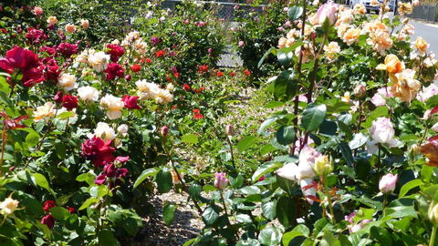 Cabernet Cottage - Accommodation Adelaide 3