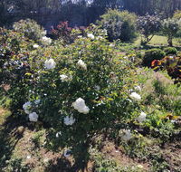 Carisbrook Country Retreat Motel - Accommodation Adelaide