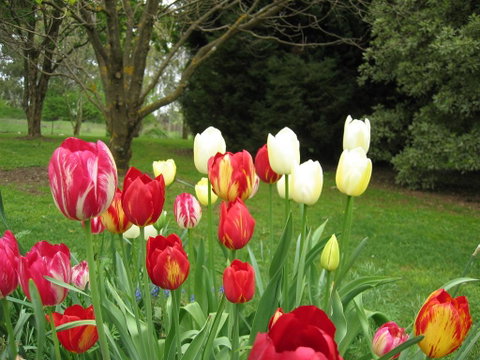 Clifton Gardens B&B - Accommodation Adelaide 1
