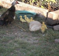 Corella Creek Country Farm Stay - Accommodation Adelaide