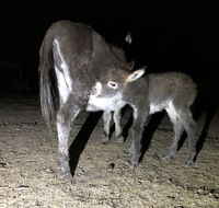 Donkey Tales Farm Cottages - Accommodation Adelaide
