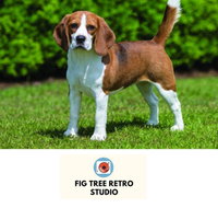 Fig Tree Retro Studio - Accommodation Adelaide