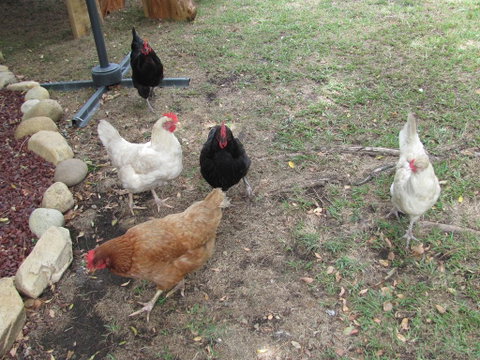 Frog Hollow - Accommodation Adelaide 1